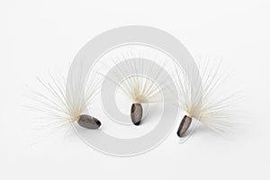 Seed with white pappus of a blessed milkthistle on white background close up photo