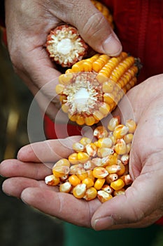 Seed yield of seed corn