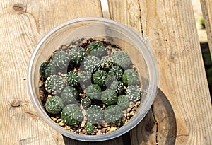 Seedbed of Astrophytum cactus cultivars