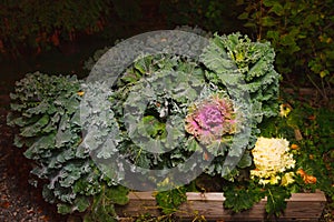 Seedbed of colorful blooming ornamental cabbage flower cauliflower with frost