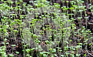 Seedbed of greens