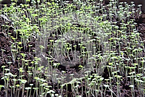 Seedbed of greens