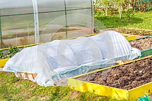 Seedbed on the Household plot.