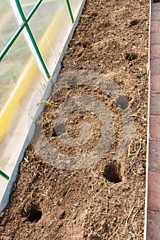 Seedbed inside the greenhouse.