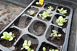 seedbed with small lettuce plants sprouting in a warm greenhouse bed