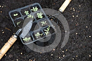 seedbed tools with young lettuce plants growing in seedbed and make repotting