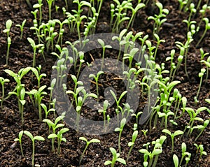 Seedbed of vegetables