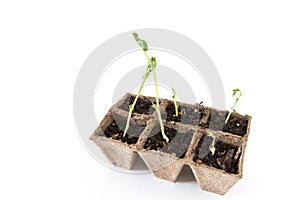 Seedbed on white background