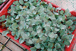 seedbed of young cruciferae protected with mesh against birds. cabbage seedbed for planting