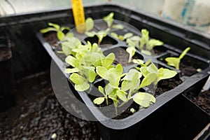 seedbed of young lettuce plants in seedbed, sow plants close together