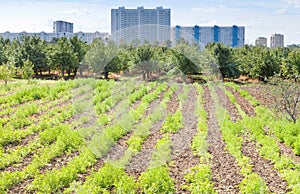 Seedbeds in urban garden