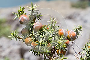 Seedcones and leaves of Cade juniper