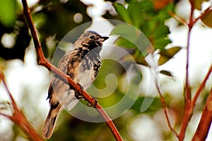 Seedeater bird perched on branch