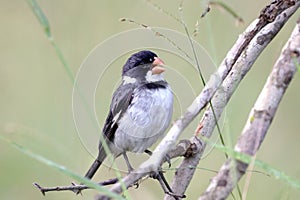 Seedeater male perched. White-throated Seedeater - Sporophila albogularis