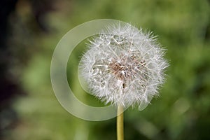 Seeded dandelion clock