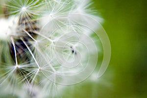 Seeded dandelion head