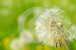 Seeded dandelion head