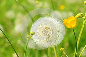 Seeded dandelion head