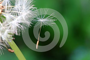 Seeded dandelion head photo