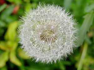 Seeded dandelion head