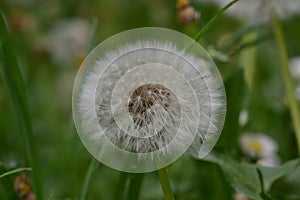 Seeded dandelion head