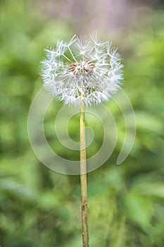 Seeded Dandelion Head