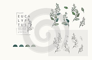 Seeded eucalyptus logo and branch. Hand drawn wedding herb, plant and monogram with elegant leaves for invitation save
