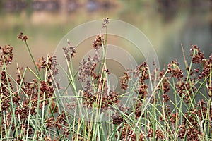 Seeded Grass with soft focus background