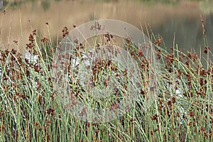 Seeded Grass with soft focus background