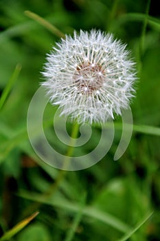 The seedhead of a common dandelion flower (T. officinale) photo