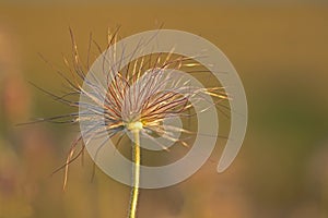 Seedhead of the small pasque flower, Pulsatilla pratensis