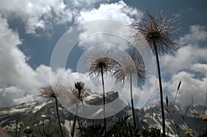 Seedheads of alpine pasqueflower Pulsatilla alpina on meadow in Malbun, Liechtenstein
