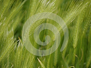 seedheads of wild barley in a field