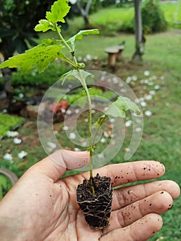 Seeding chrysanthemum on the left hand of woman