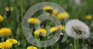 Seeding dandelion flowers Taraxacum during a sunny spring day