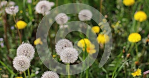 Seeding dandelion flowers Taraxacum during a sunny spring day