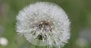 Seeding dandelion flowers Taraxacum during a sunny spring day