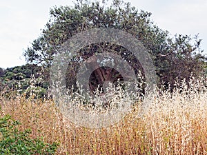 Seeding Dried Wild Grass and an Old Olive Tree, Greece