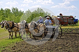 Seeding grain with a team of horses