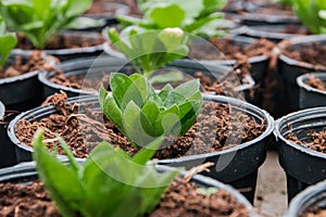Seeding in greenhouse. seeding plants greenhouse. seeding in greenhouse concept. plant seedling in greenhouse. new life