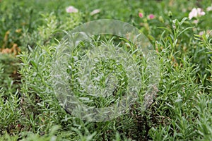 Seeding in greenhouse. seeding plants greenhouse. seeding in greenhouse concept. plant seedling in greenhouse. new life