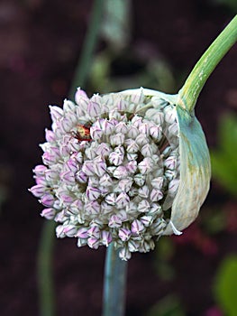 Seeding Home Grown Leek Flower Pod