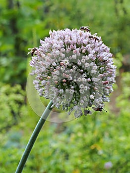 Seeding Leek Flower