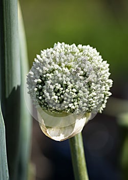 Seeding leek