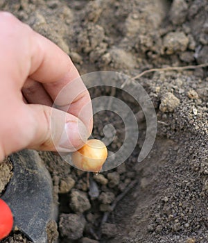 Seeding onion manually photo