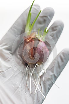 Seeding onion roots to study mitosis cells.