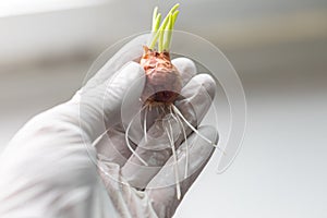 Seeding onion roots to study mitosis cells.