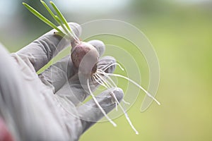 Seeding onion roots to study mitosis cells.