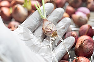 Seeding onion roots to study mitosis cells.