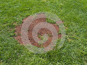 Seeding a patch of lawn photo